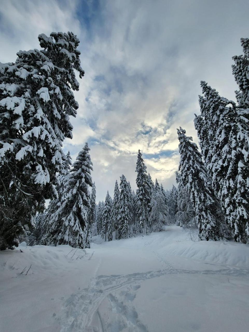 Hotel Hirschen Menzenschwand-Hinterdorf エクステリア 写真